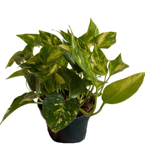 Picture of بوتس هولندي