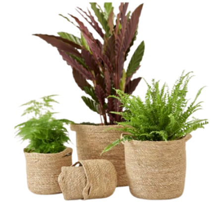 صورة لقسم نباتات داخلية